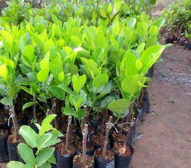 CÂY MÍT MÚI ĐỎ GHÉP