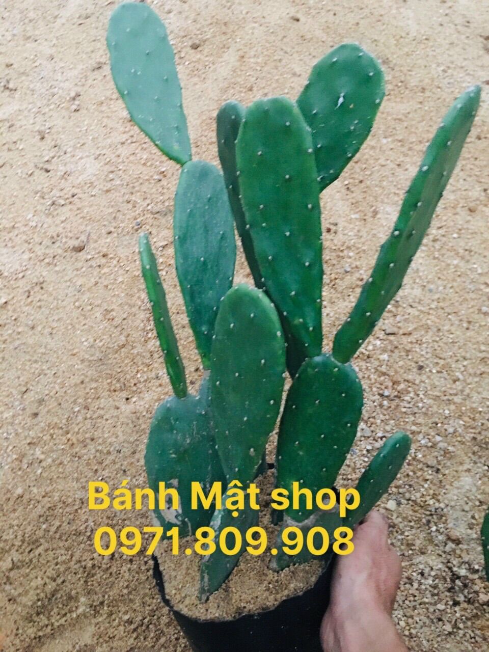 Xương rồng tai thỏ 5 cây xinh xắn một chậu