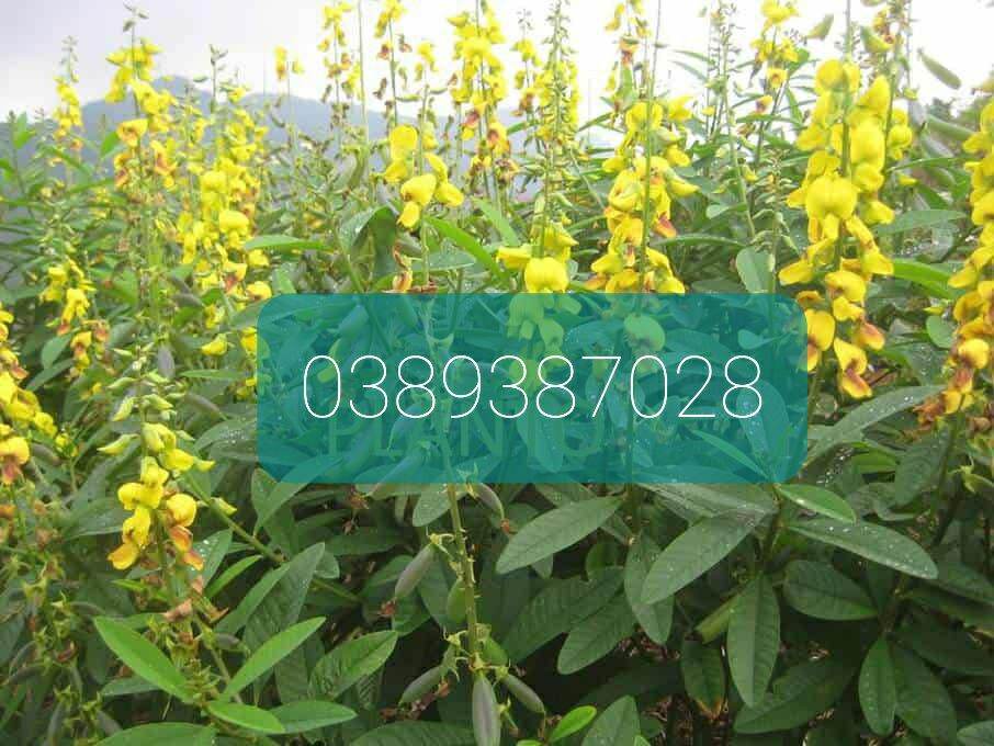 Cây lục lạc tươi,khô thượng hạng,1kg