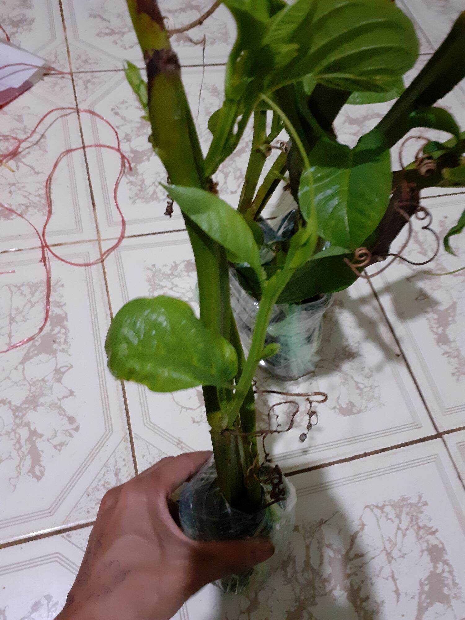 cây giống dưa gang tây