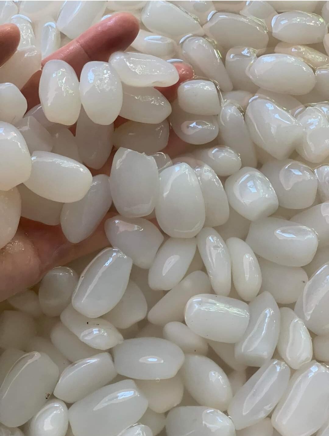5 KÝ HẠT ĐÁC TƯƠI SIZE TRUNG HÀNG LỰA DẺO 1 KÝ