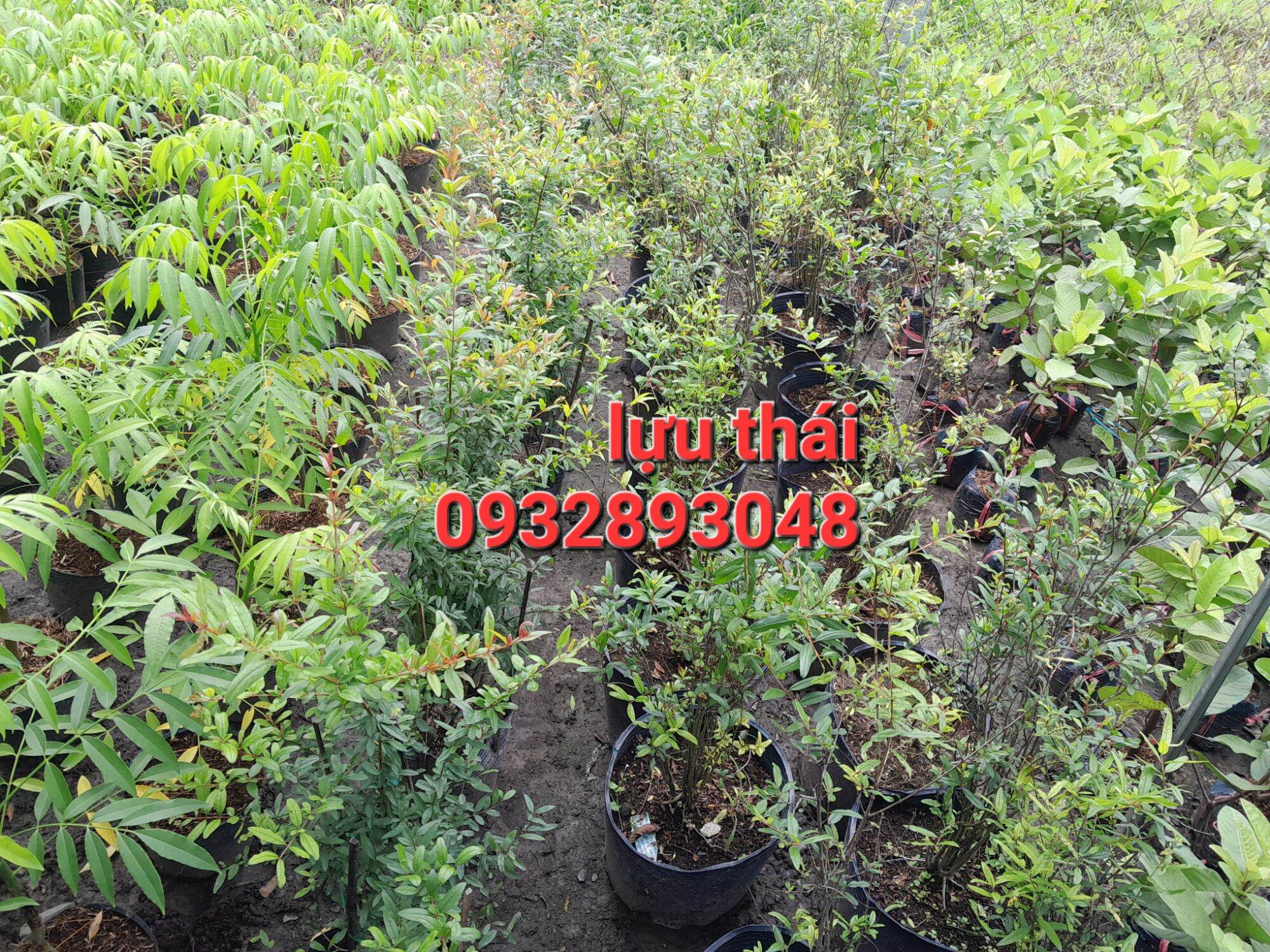 CÂY GIỐNG LỰU THÁI