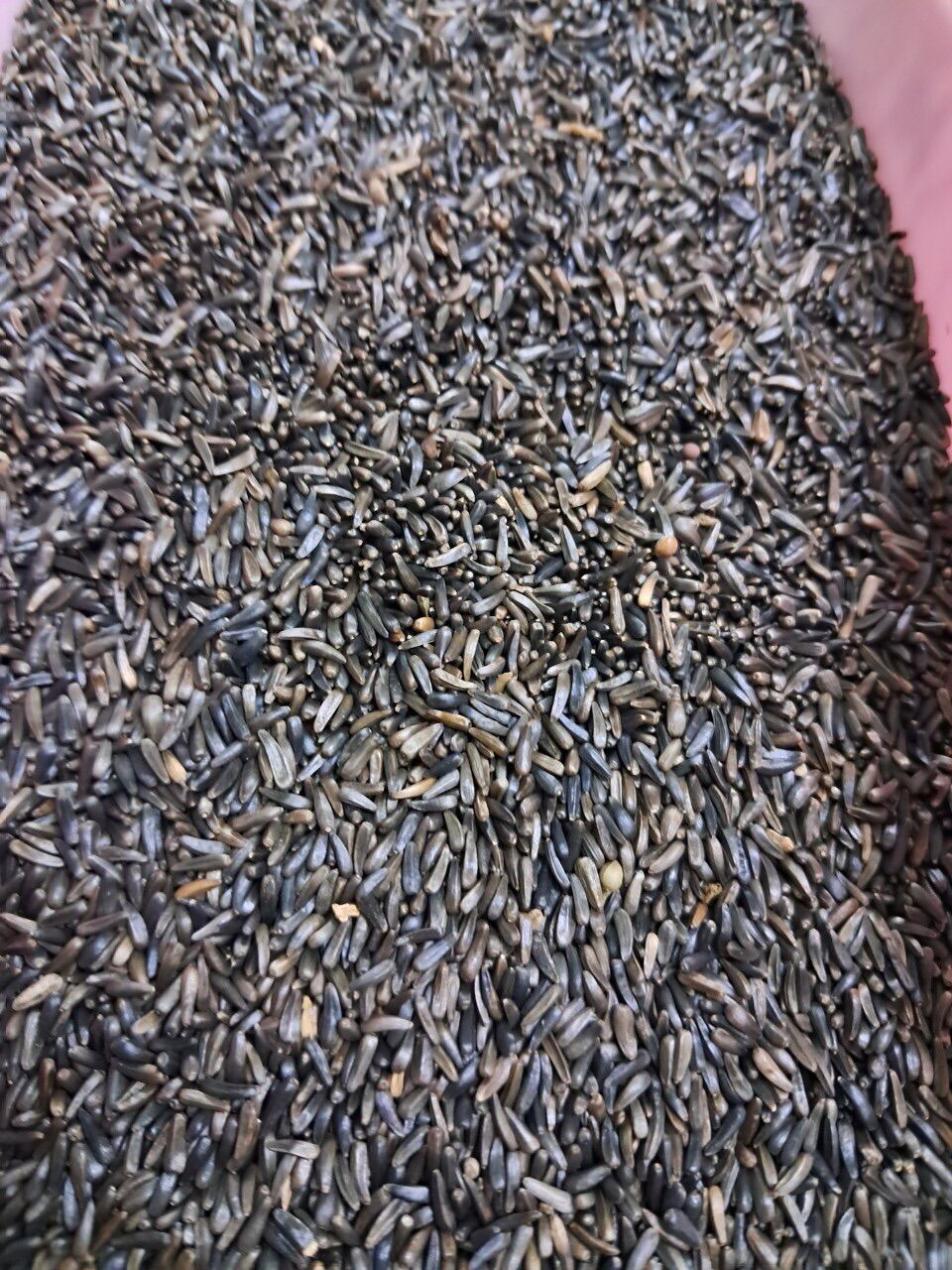 Gói 200g hạt niger kích cồ sinh sản cho chim