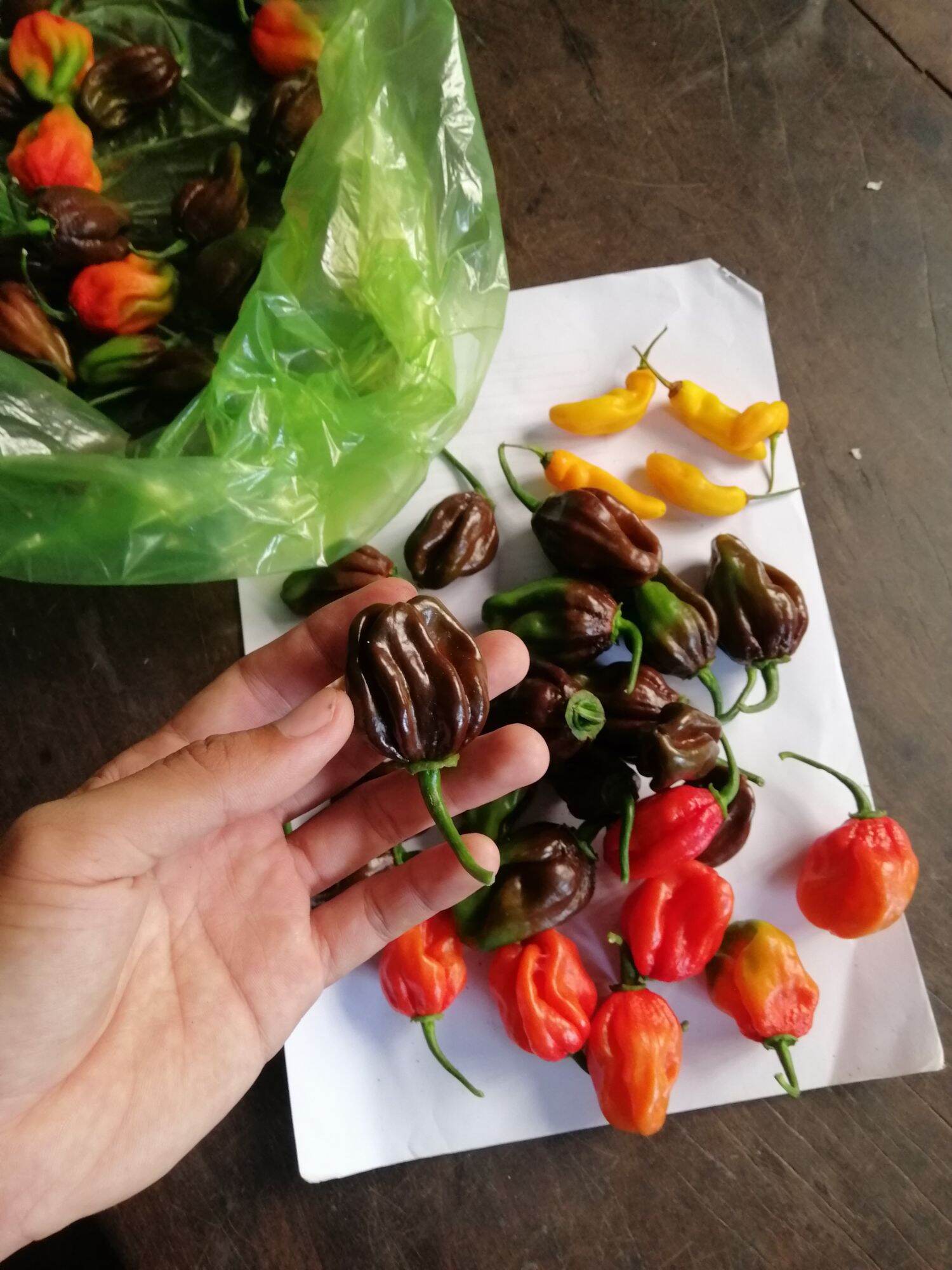 Quả ớt tươi habanero chocolate