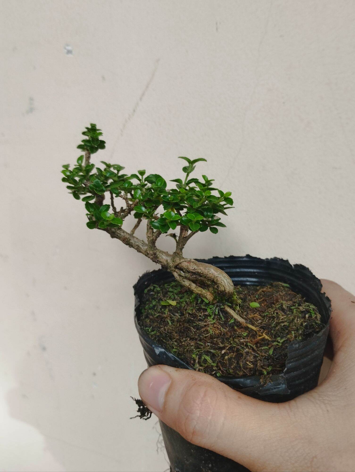 Sam hương bonsai mini 10-15cm (có sỉ)