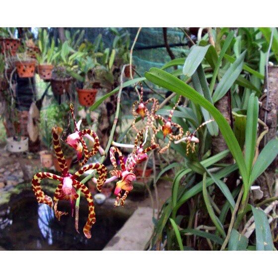 Hoa lan đột biến bọ cạp(1 bó 10 thân) vv
