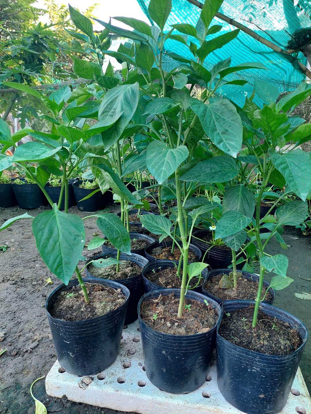 1 cây giống ớt chuông