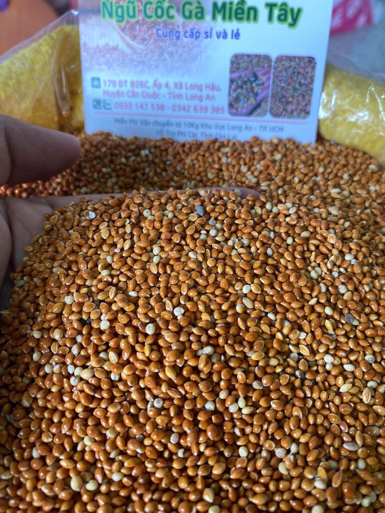 Hạt kê bóng đỏ - thức ăn dinh dưỡng cho chim, cu, gáy ..