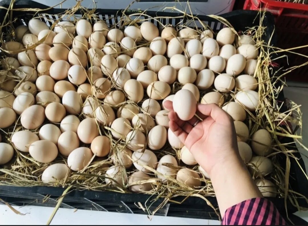 10 trứng gà tre ấp nở
