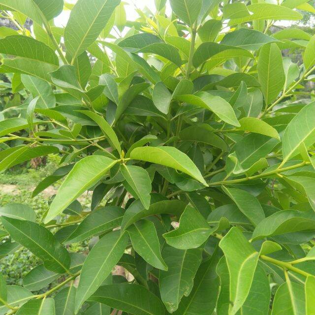 lá vối khô 500g