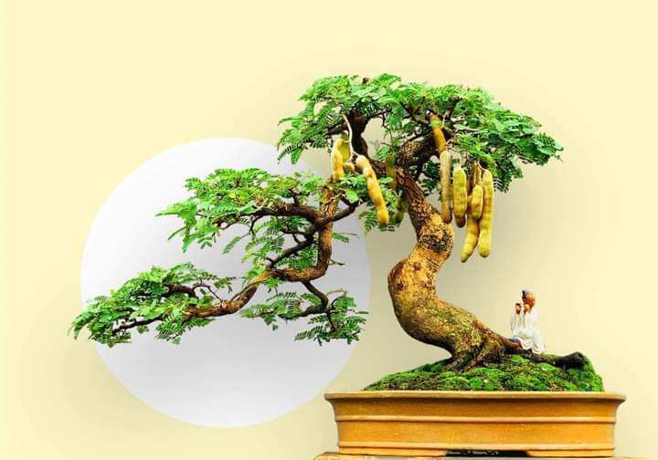Cây me thái bonsai đã tạo dáng
