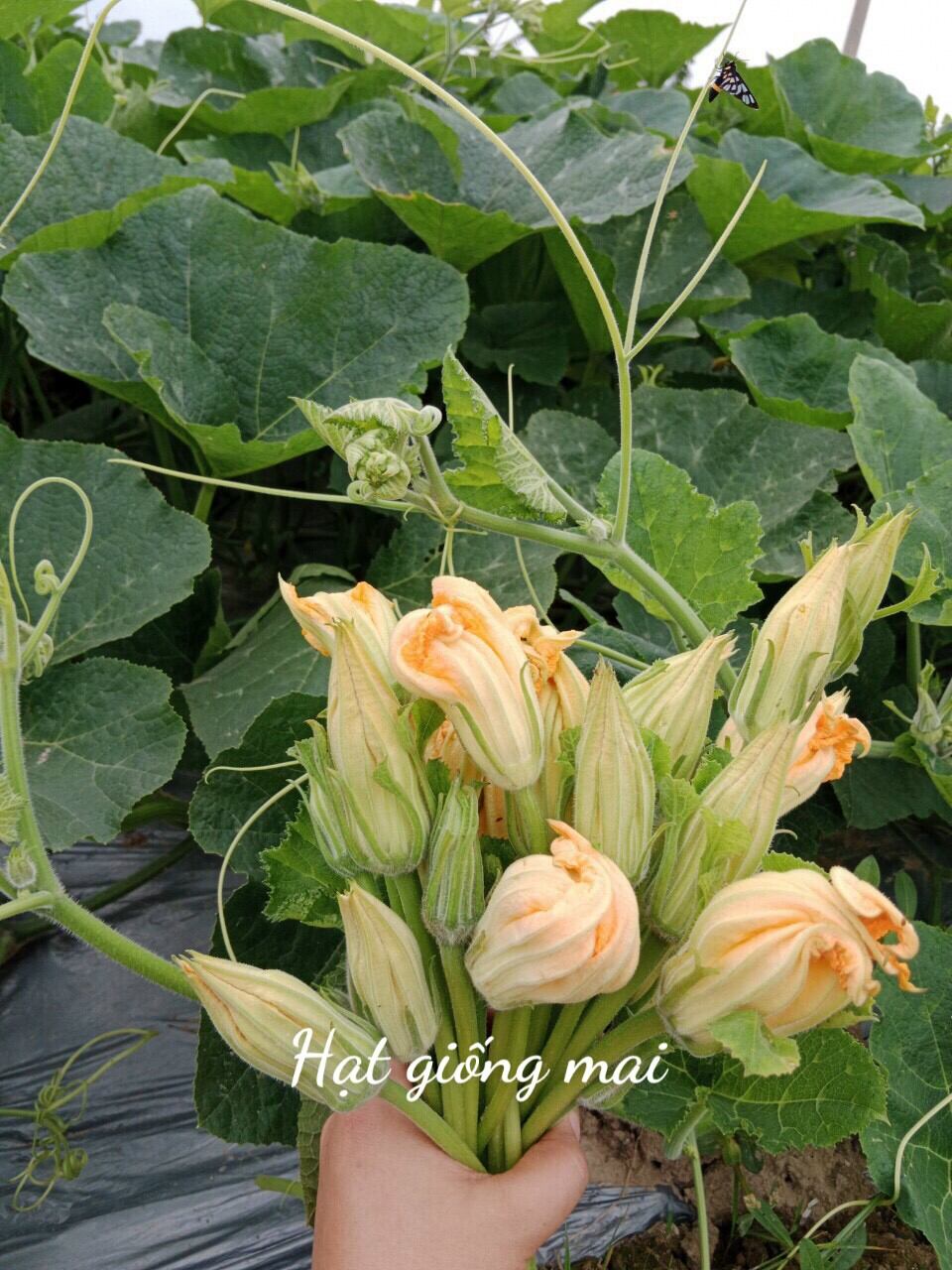 Hạt giống bí siêu hoa siêu ngọn Thái Lan