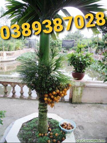 Trái cau lùn giống,10 trái
