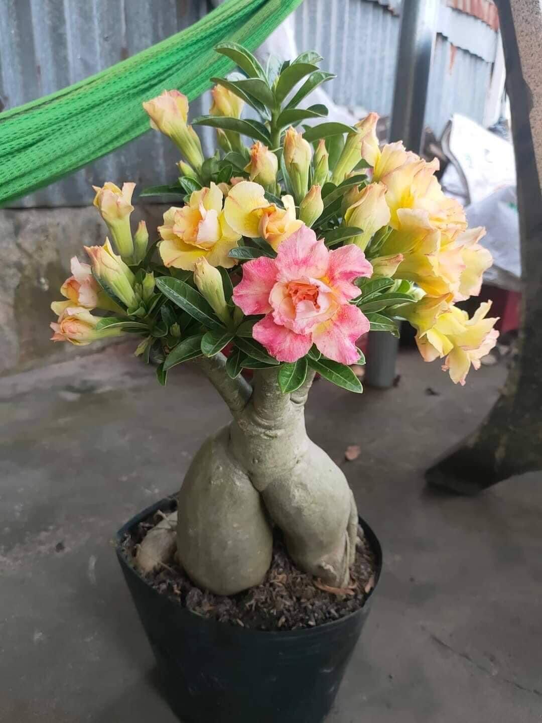 30 hạt sứ thái lan cánh kép.
