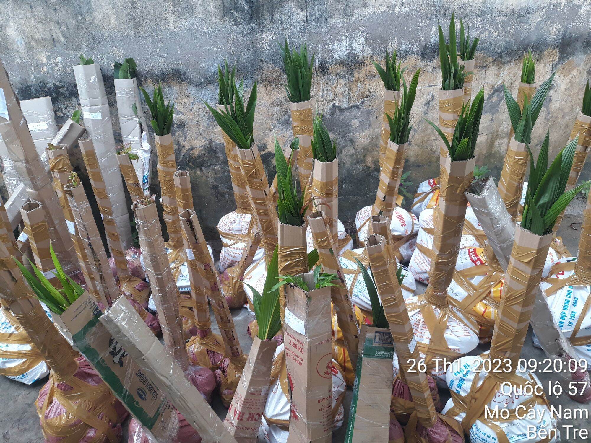 Dừa 2 mọng bon sai