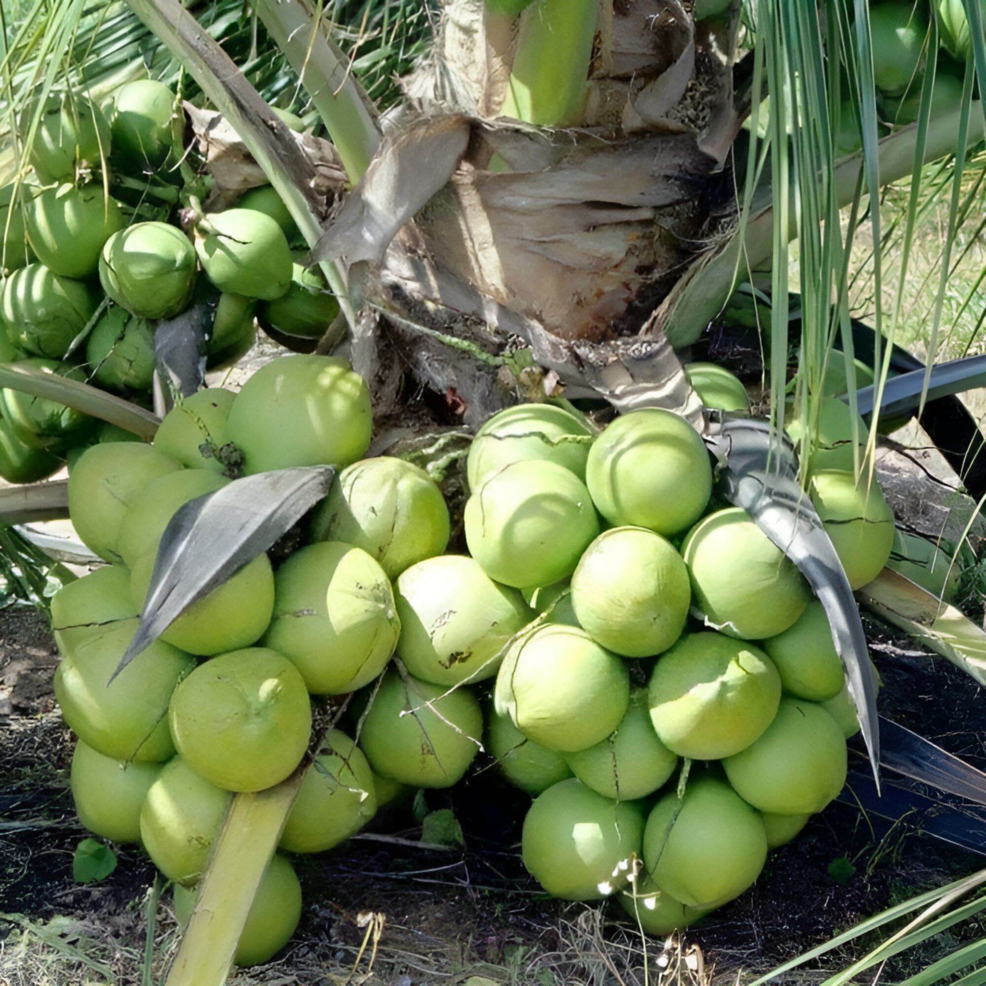 Dừa Sáp Loại 1 Đặc Ruột
