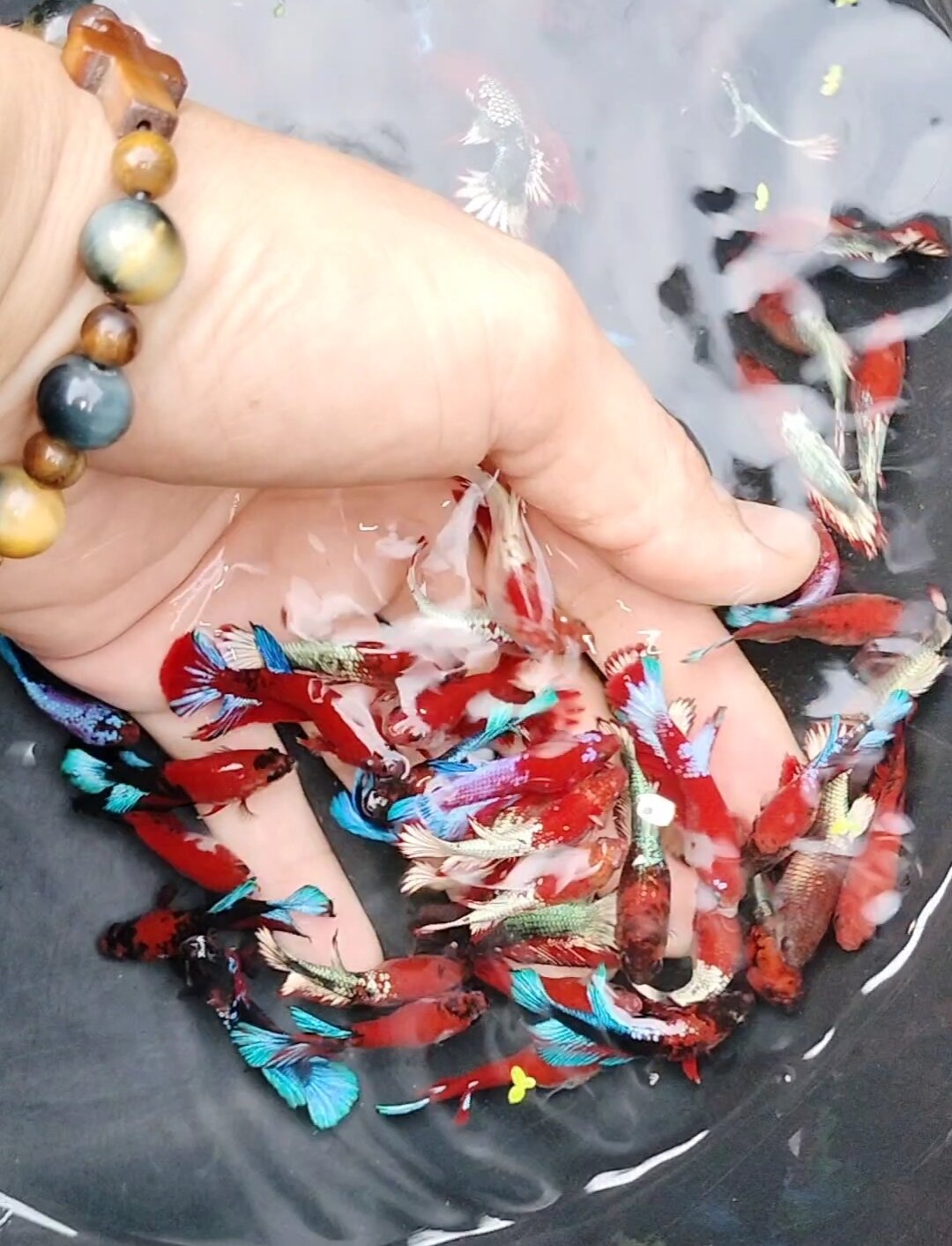 Betta red fancy, red fancy copper thủy sinh combo 20 bé 100k