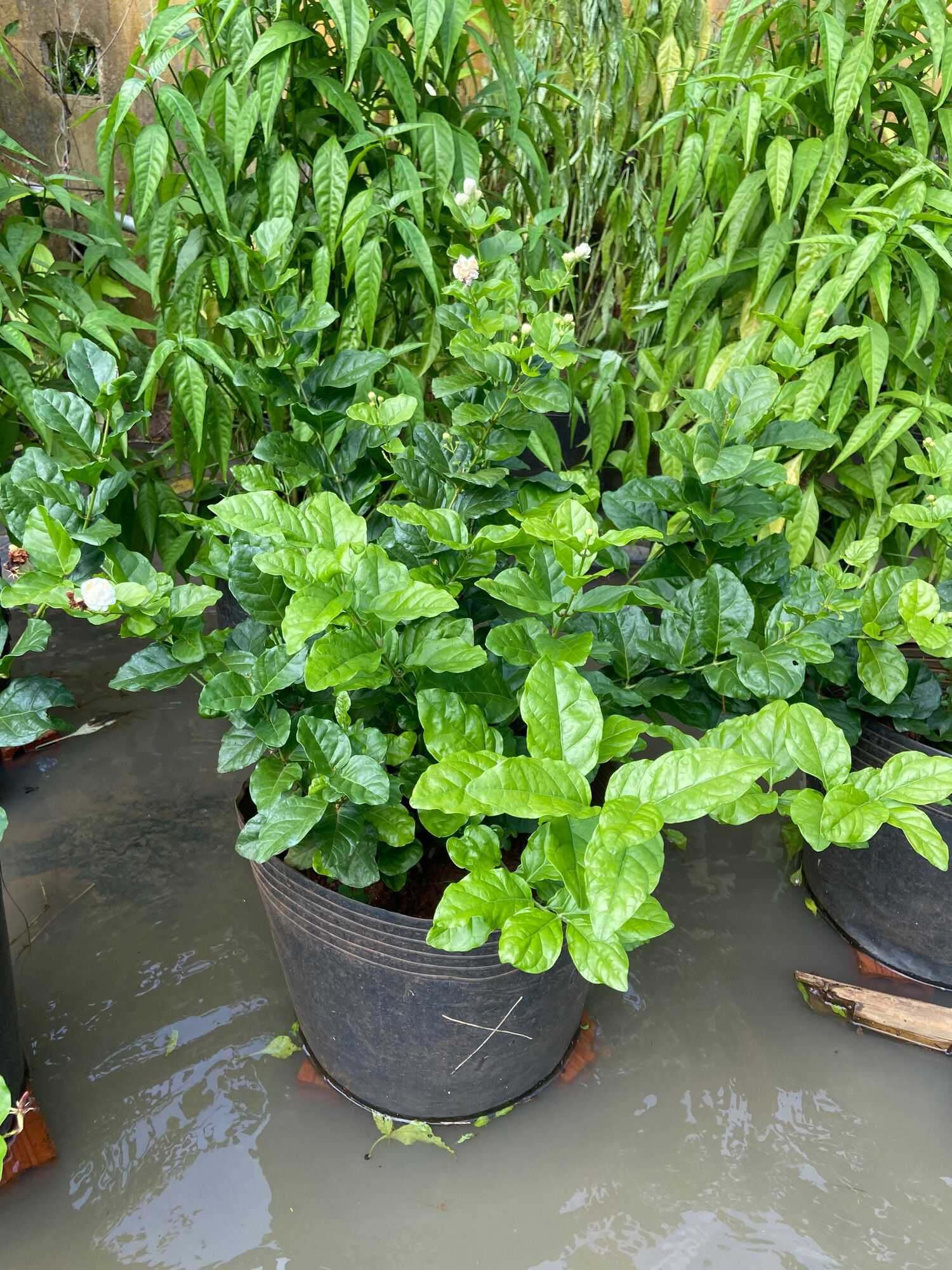 Cây giống hoa nhài (hoa lài)