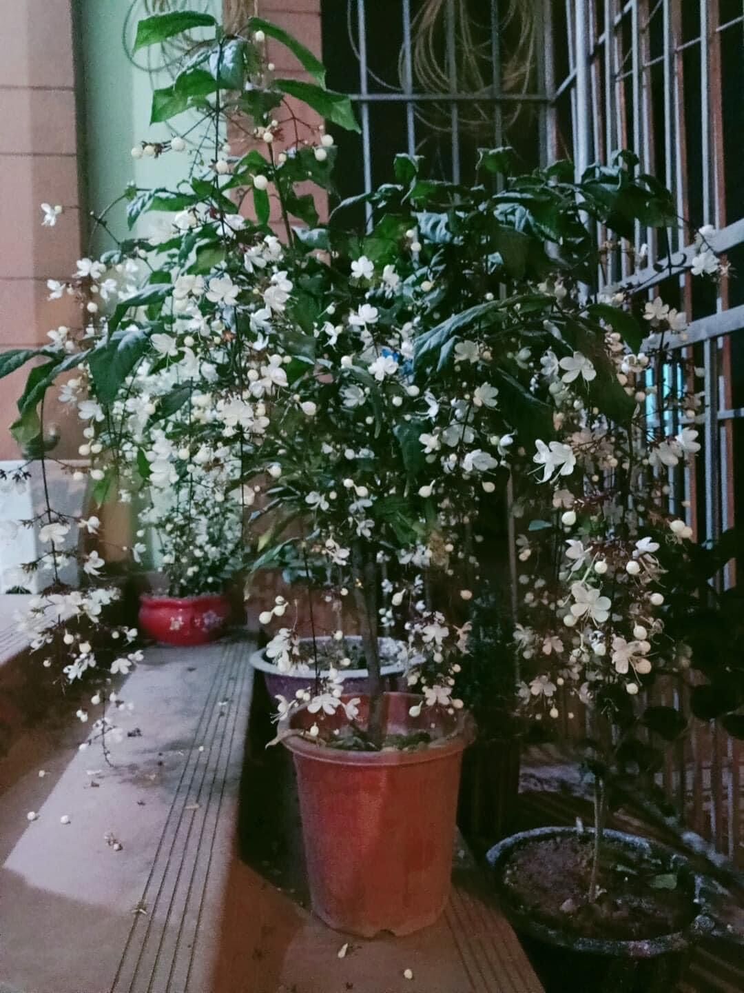 Cây giống hoa dạ Ngọc minh châu
