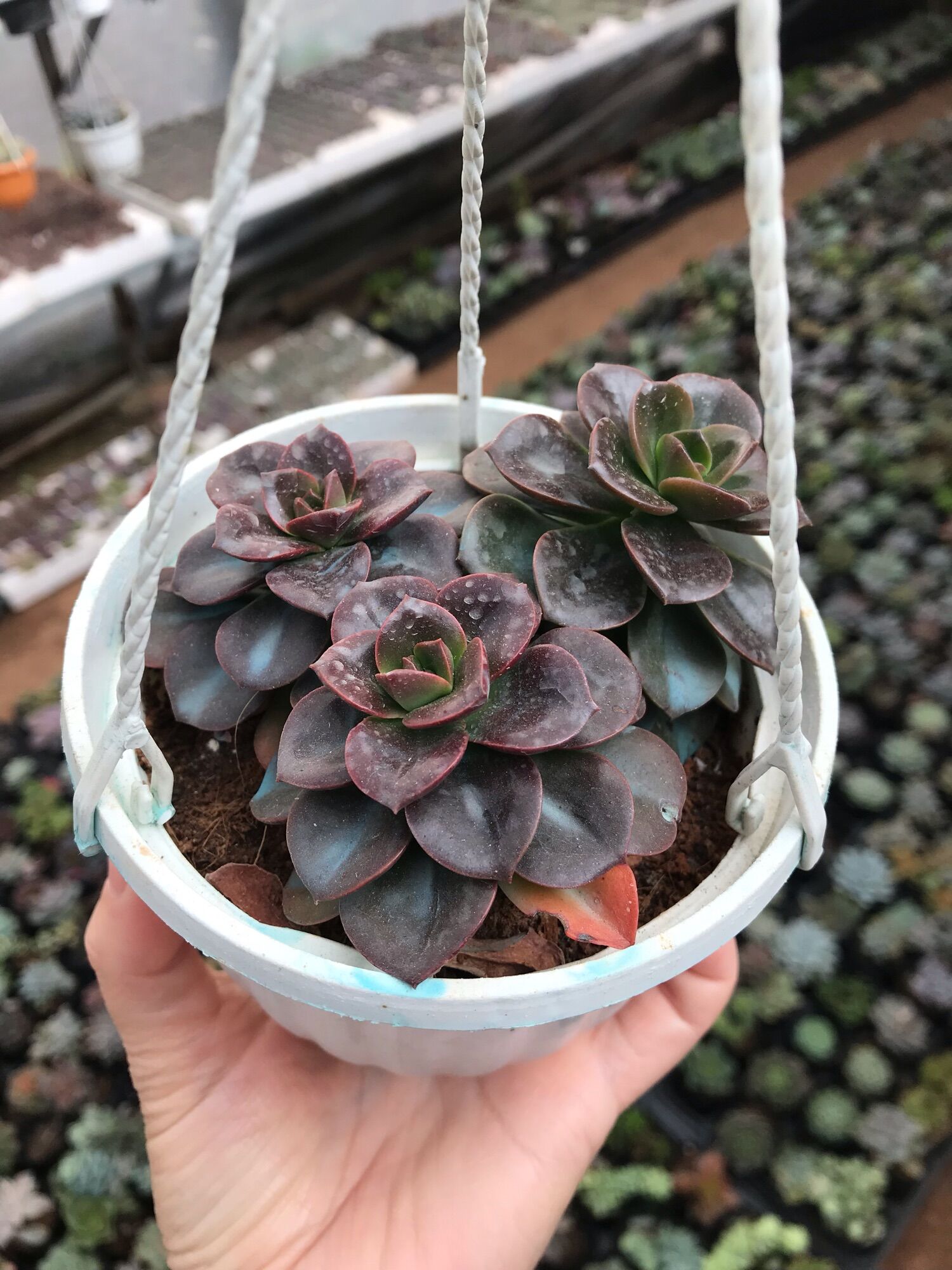 Sen đá nhật nguyệt cute size chậu treo mini
