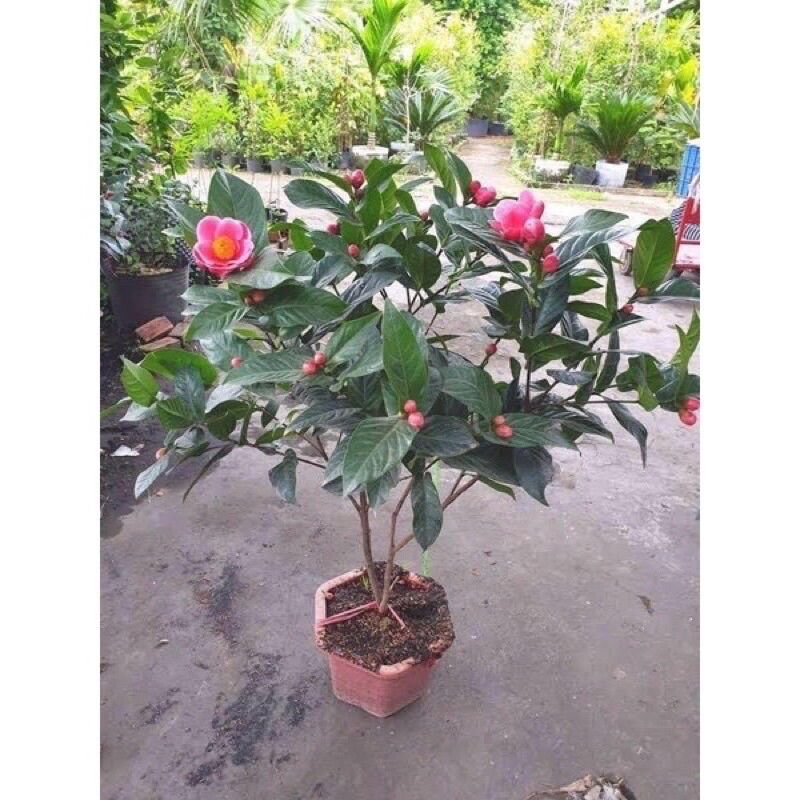 Cây giống Hoa Hải Đường(1  cây)