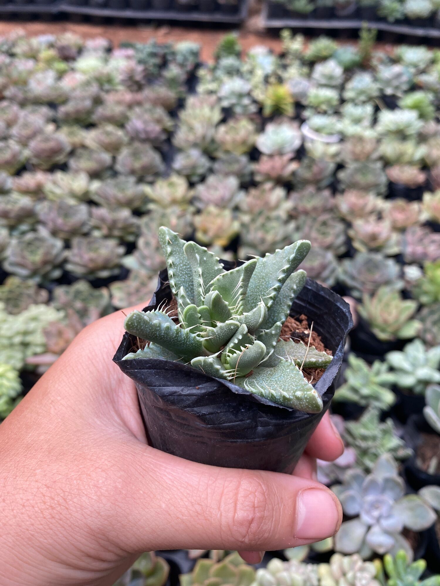 SEN ĐÁ HÀM CÁ MẬP SIZE 5-9cm XUẤT VƯỜN ĐÀ LẠT  ĐÃ THUẦN KHÍ HẬU  SỐ LƯỢNG CÓ HẠN