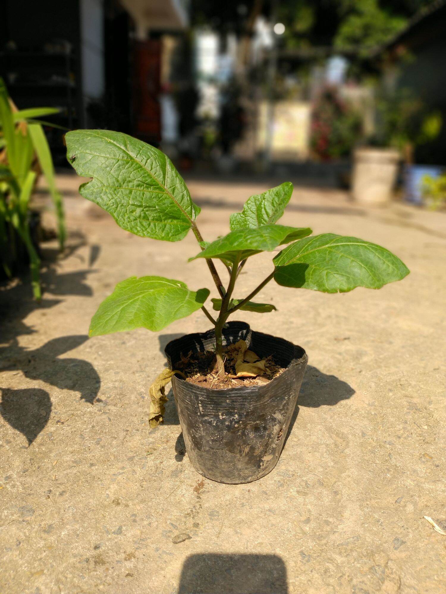 Cây cà tím quả dài