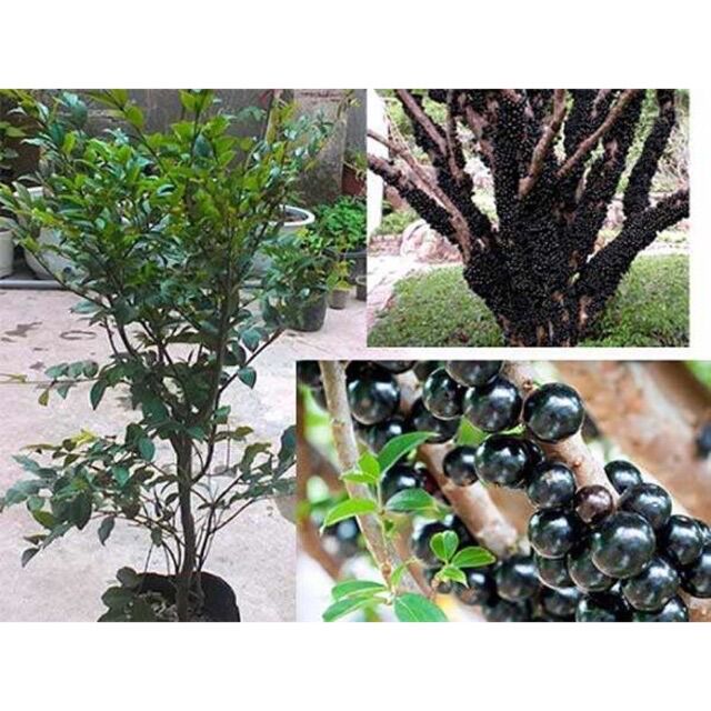 Cây nho thân gỗ tứ quý lá to
