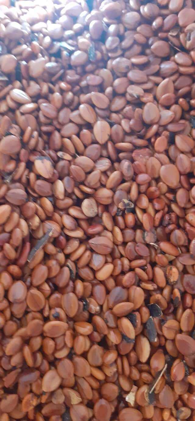 100 gram hạt giống muồng hoàng yến