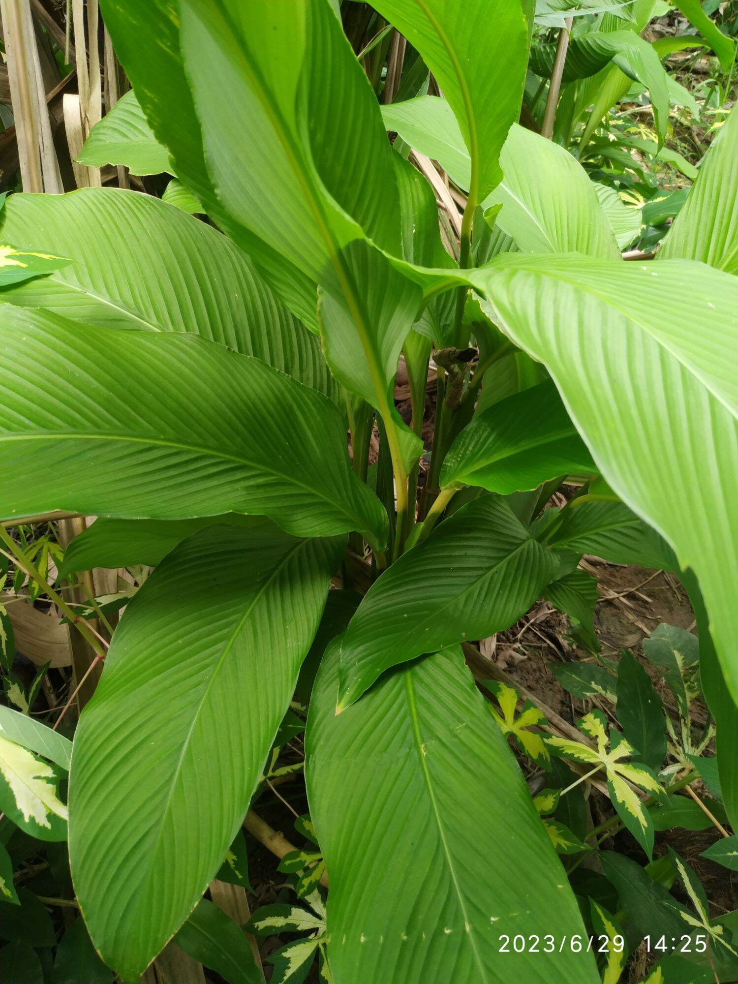 Củ lùn tròn giống 5 cây