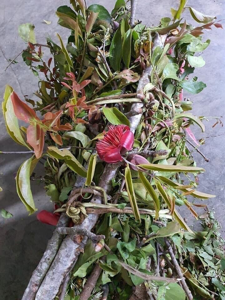 Tầm Gửi Gạo Khô 1kg