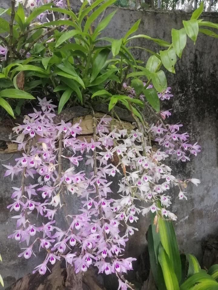Phi điệp Phú thọ (1bó 10 thân)