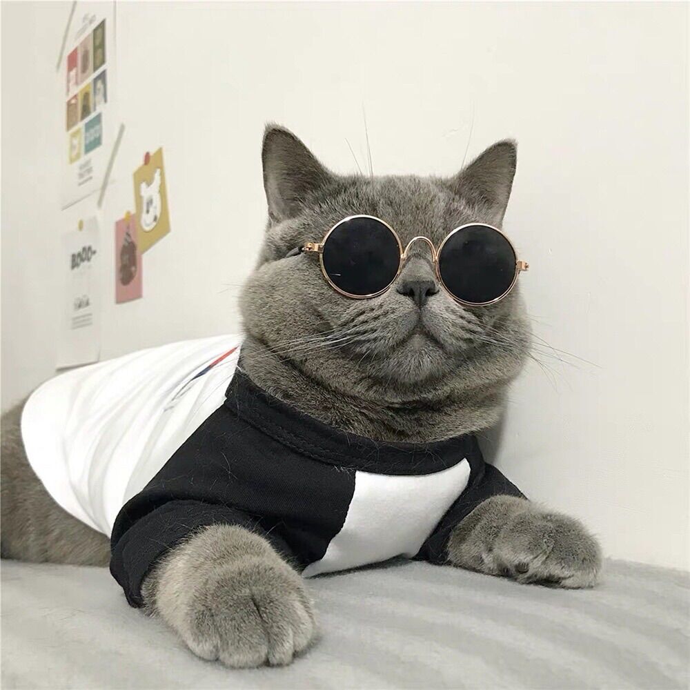 KÍNH MÁT ĐEN CHO CHÓ MÈO