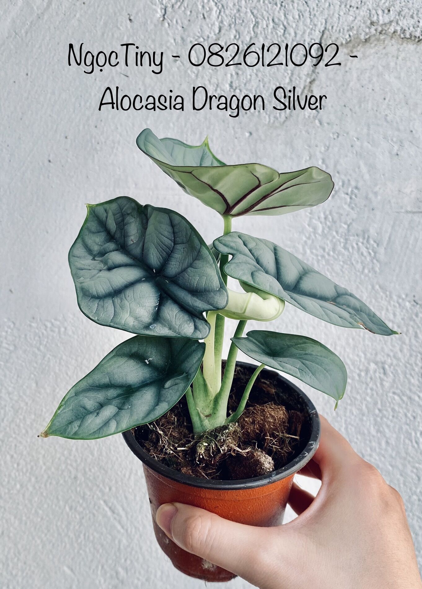 Alocasia Dragon Silver - Cây Rồng Bạc ảnh thật