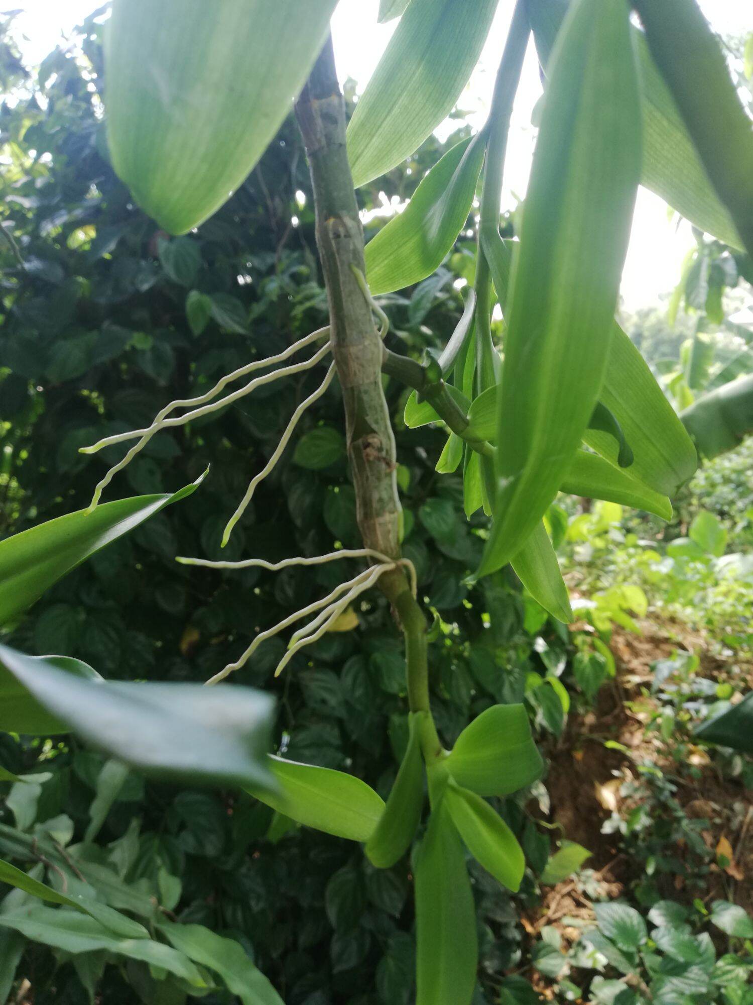 phong lan phi điệp tím hòa bình (150k/kie)