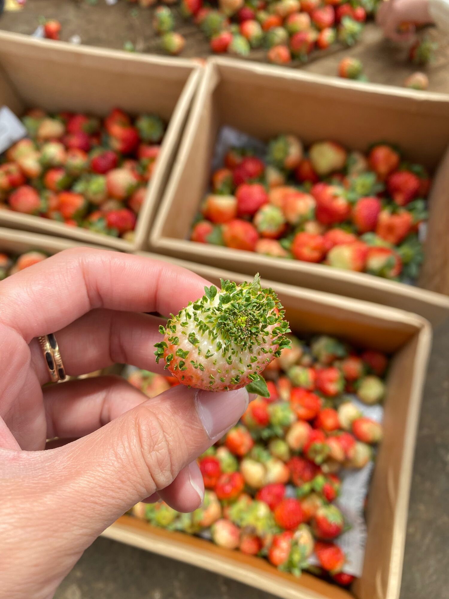 Dâu tây Size A (trung bình 80 trái/kg), giá lẻ: 220.000đ Size B (trung bình 95 trái/kg), giá lẻ: 190.000đ Size C (trung bình 120 trái/kg), giá lẻ: 150.000đ