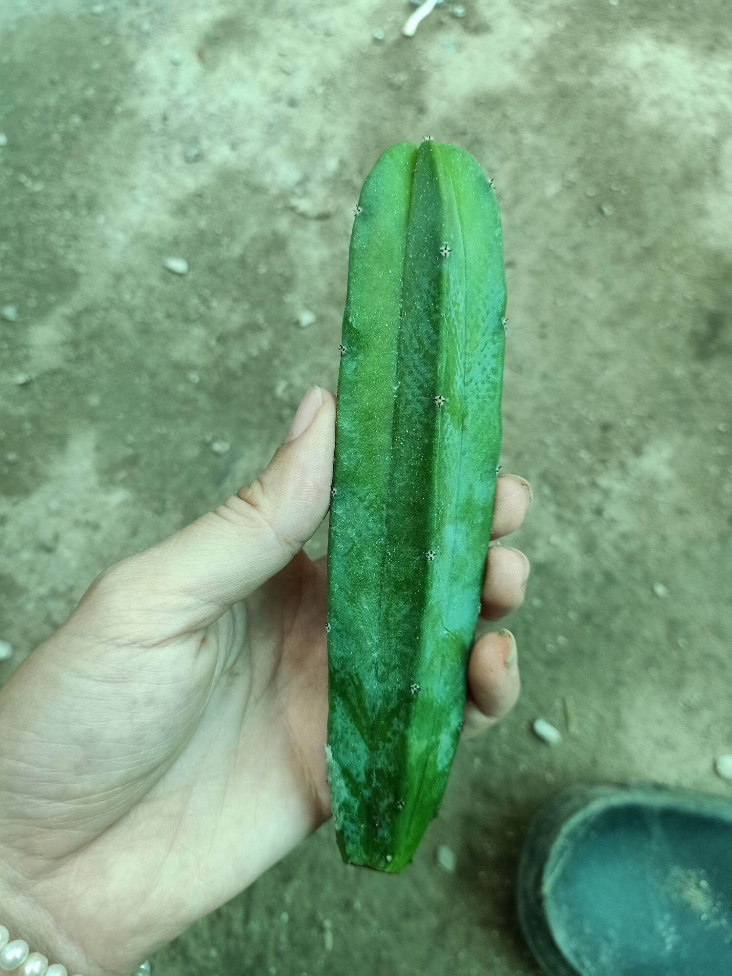 xương rồng trụ 10-15cm