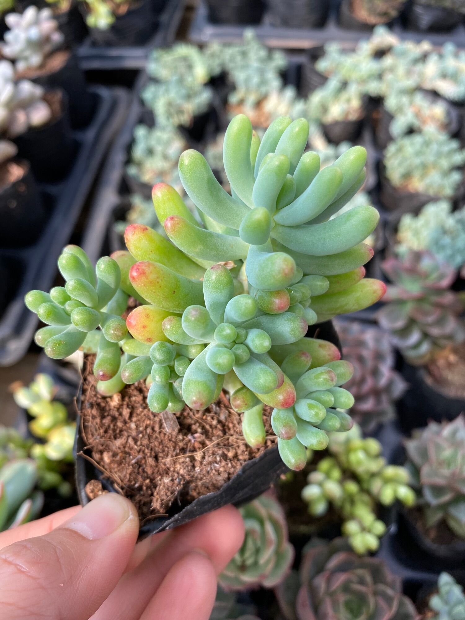 Cây sen đá thược dược nhỏ