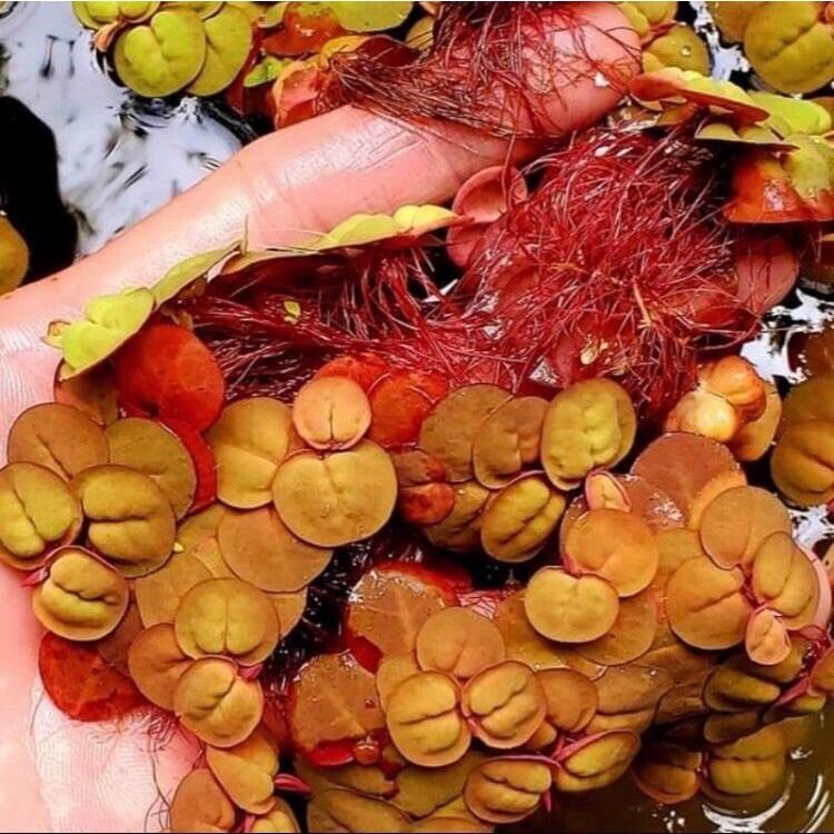 bèo rễ đỏ thủy sinh - 5 cây bèo rễ đỏ thủy sinh