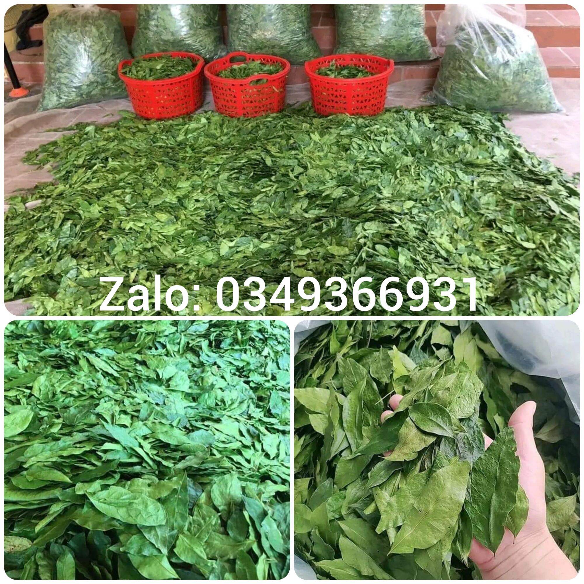 Lá Mắc Mật Khô Lạng Sơn