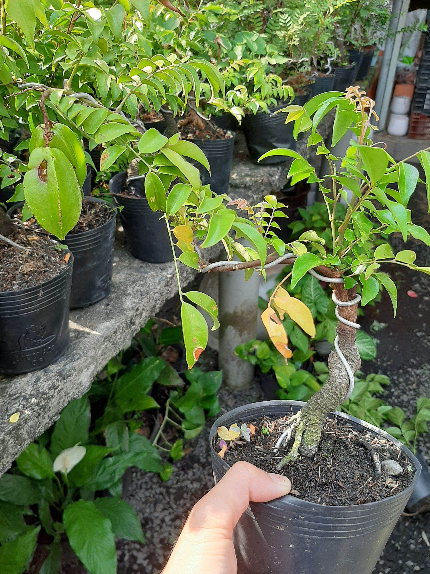 CÂY KHẾ NHẬT MINI GỐC QUÁI