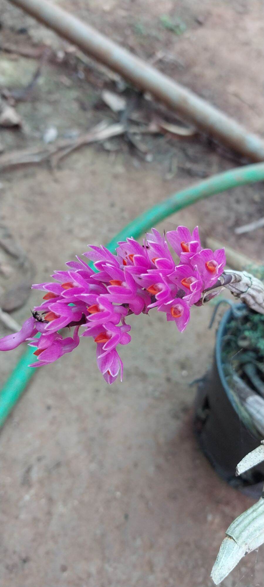 Hoa lan báo hỷ trồng thuần 80k/chậu