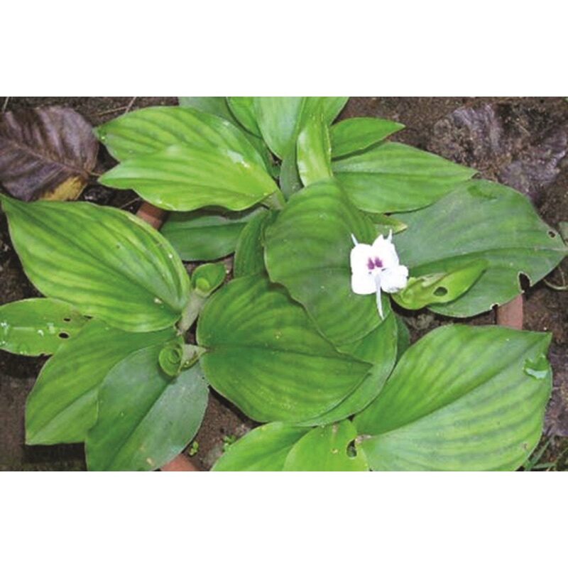 Củ địa liền giống