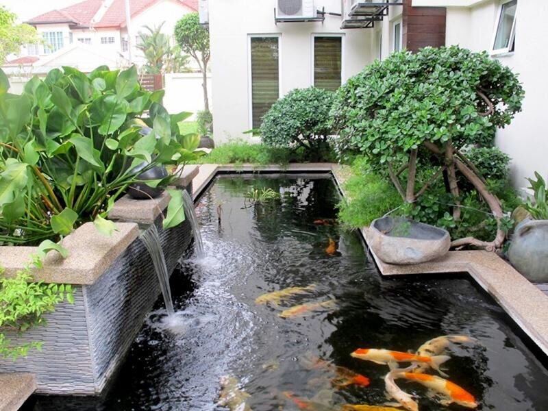 BIOFISH KOI- Chai Vi Sinh làm trong nước bể cá