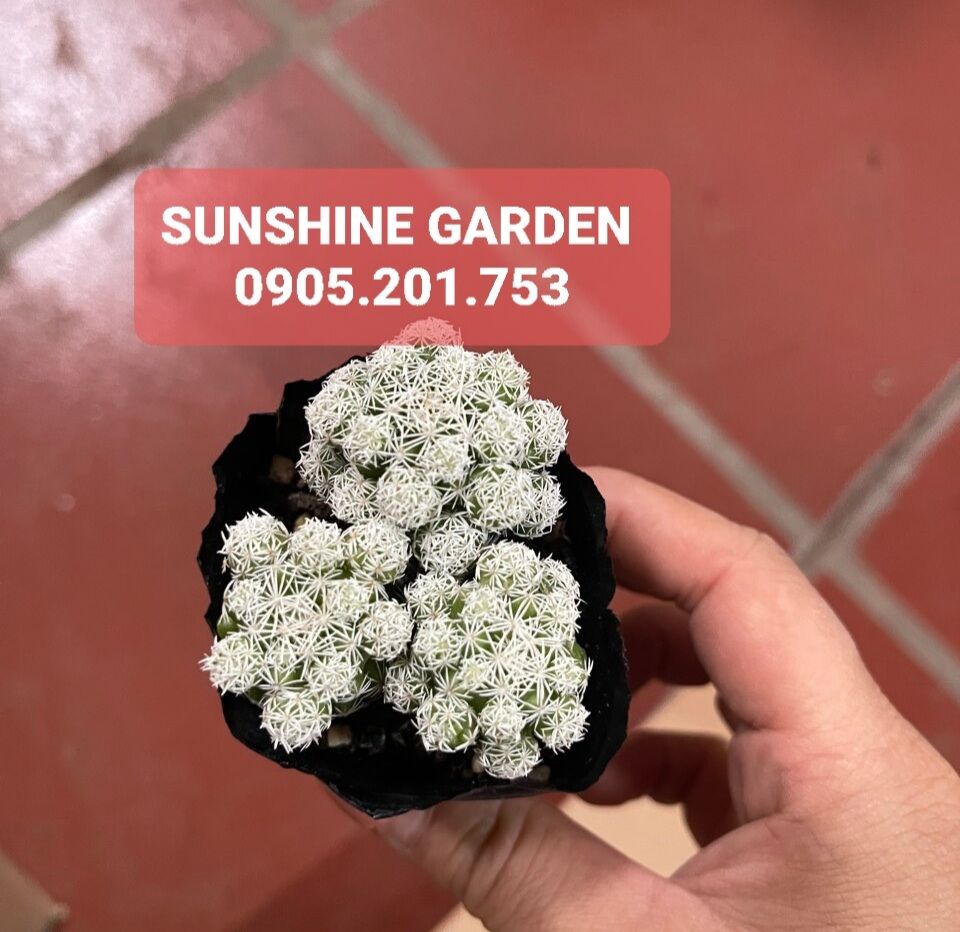 Xương rồng trứng chim