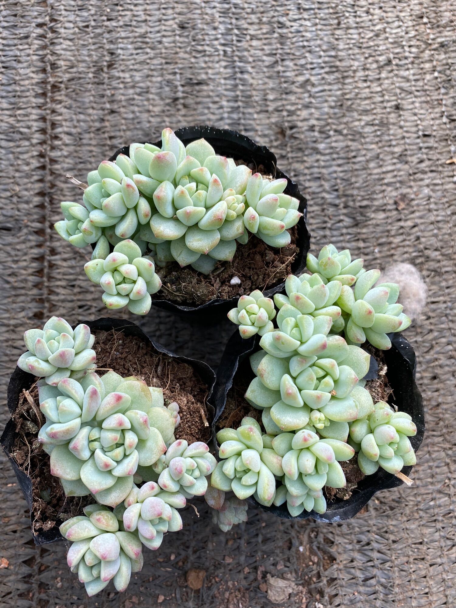 Cây sen đá dù hồng cánh tròn mới_🌱hàng sẵn