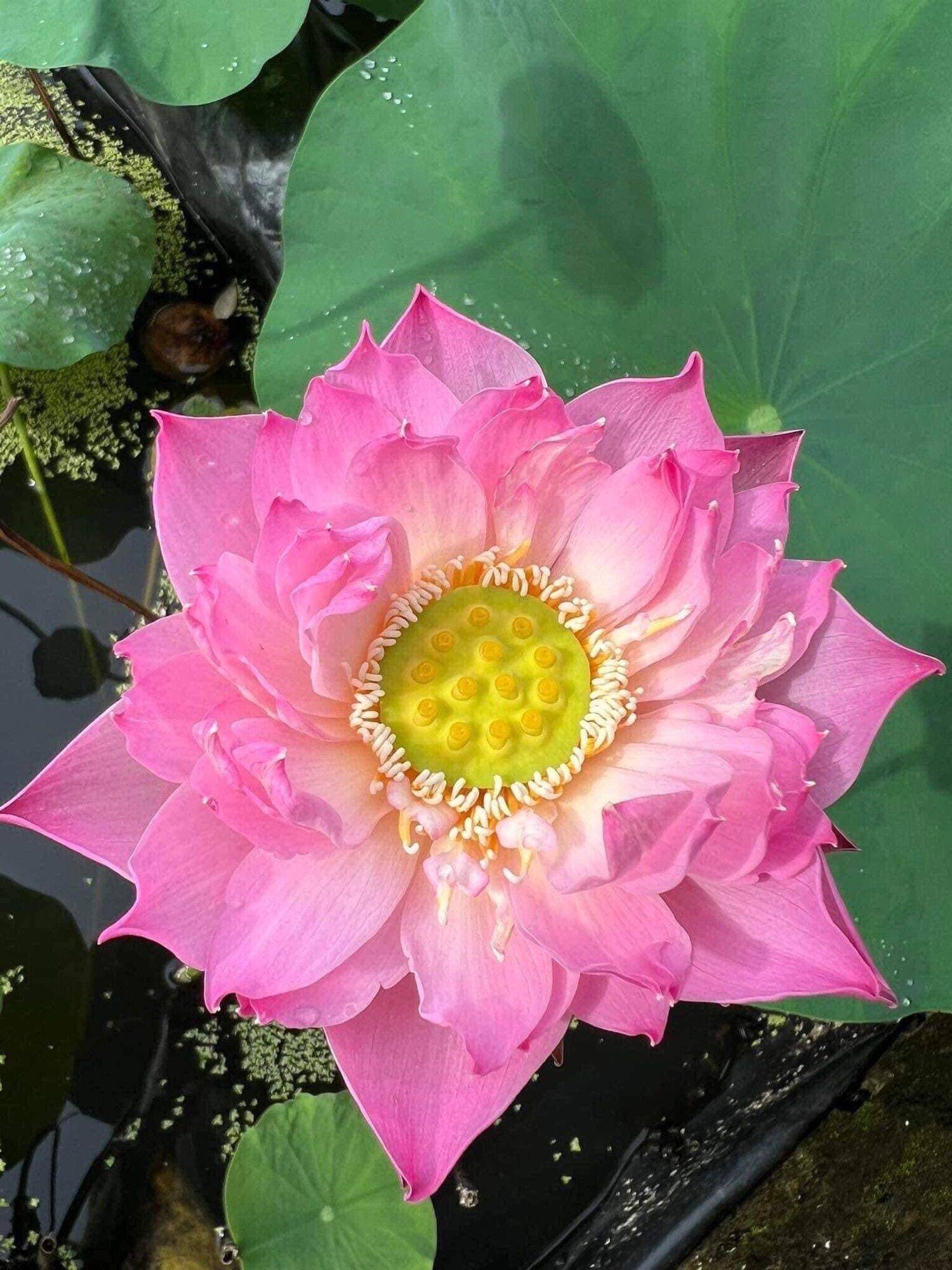 Củ Sen Thái giống- Finger of Eos