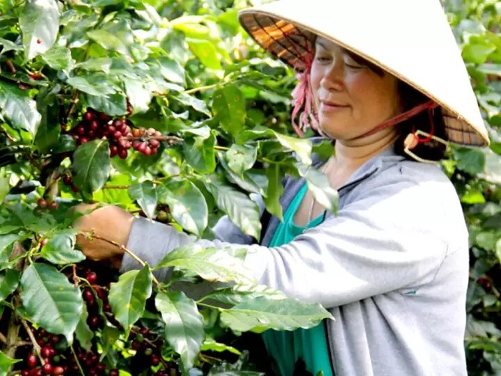600g nhân cà phê culi nhân sống