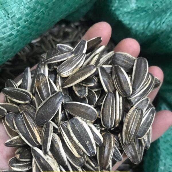 500g hạt hướng dương sống