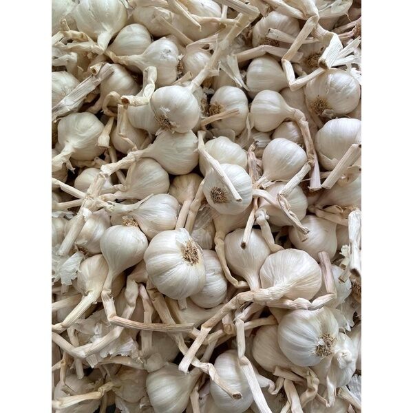 Tỏi lý sơn-1Kg